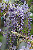 Гліцинія "Blue Sapphire". Wisteria sinensis "Blue Sapphire".