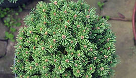Сосна гірська Minikin 5 річна, Сосна гірська Мінікін, Pinus mugo Minikin, фото 3