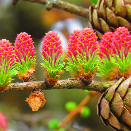 Модрина Європейська / С3 / h 80-100 / Larix Decidua, фото 2