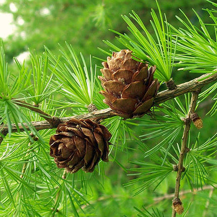 Модрина Європейська / С3 / h 80-100 / Larix Decidua, фото 3