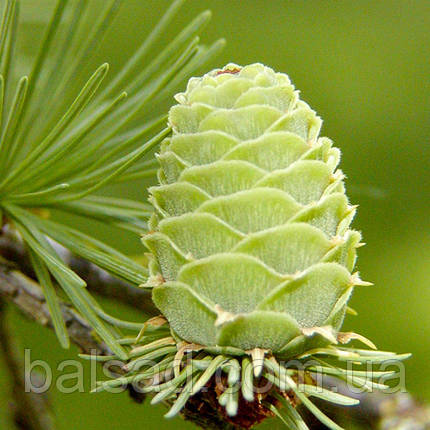 Модрина Японська Кемпфера / С3 / h 80-100 / Larix Кaempferi, фото 1