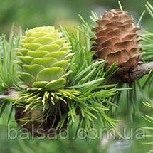 Модрина Японська Кемпфера / С3 / h 80-100 / Larix Кaempferi, фото 4