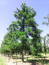 Модрина Японська Кемпфера / С3 / h 80-100 / Larix Кaempferi, фото 5