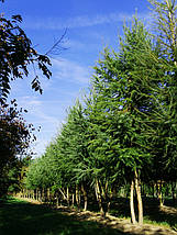 Модрина Японська Кемпфера / С3 / h 80-100 / Larix Кaempferi, фото 6