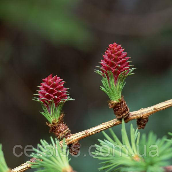 Модрина європейська, Larix decidua