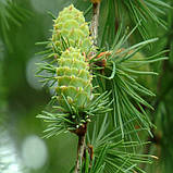 Модрина європейська, Larix decidua, фото 7