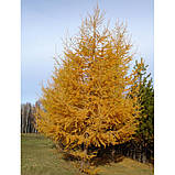 Модрина європейська, Larix decidua, фото 6