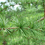 Модрина європейська, Larix decidua, фото 8