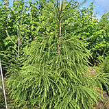 Модрина європейська, Larix decidua, фото 5