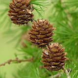 Модрина європейська, Larix decidua, фото 2