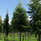 Модрина європейська, Larix decidua, фото 4
