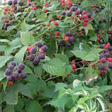 Малина чорна Кумберленд, Rubus idaeus Cumberland, фото 2
