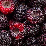 Малина чорна Кумберленд, Rubus idaeus Cumberland, фото 3