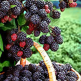 Малина чорна Кумберленд, Rubus idaeus Cumberland, фото 6