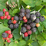 Малина чорна Кумберленд, Rubus idaeus Cumberland, фото 4