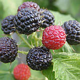 Малина чорна Кумберленд, Rubus idaeus Cumberland, фото 7