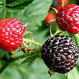 Малина чорна Кумберленд, Rubus idaeus Cumberland, фото 5