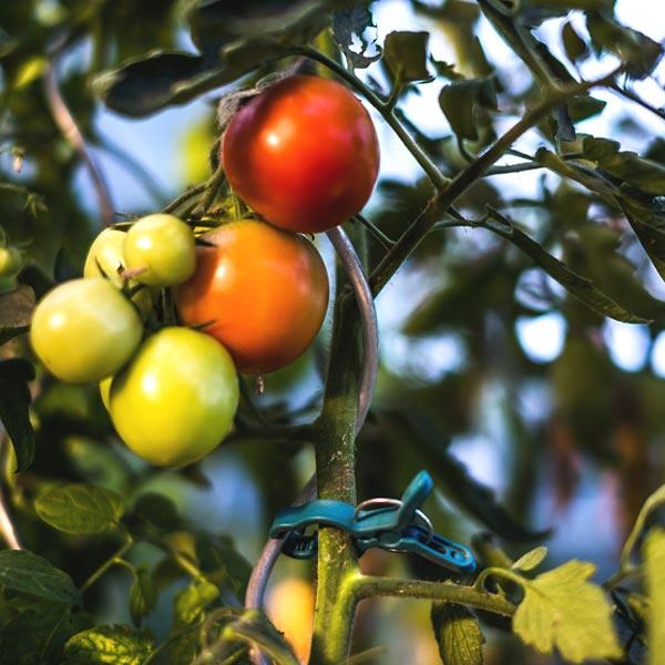 Затискачі для кріплення рослин — 10 шт., TYK51., фото 1