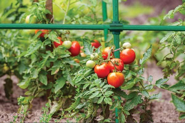 Кутовий з'єднувач для садових опор 11 мм — 10 шт., TYLK11, фото 1