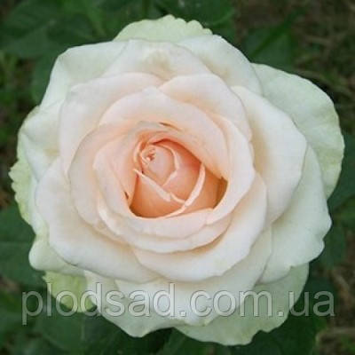 Троянда чайно-гібридна Ла Перла