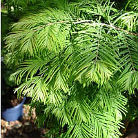 Метасеквоя китайська, Metasequoia glyptostroboides