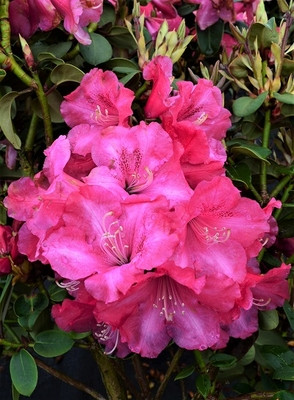 Рододендрон уільямса Гартендиректор Глокер (Rhododendron Gartendirektor Glocker)