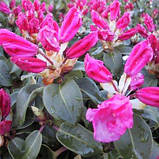 Рододендрон уільямса Гартендиректор Глокер (Rhododendron Gartendirektor Glocker), фото 2