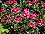 Рододендрон уільямса Гартендиректор Глокер (Rhododendron Gartendirektor Glocker), фото 3