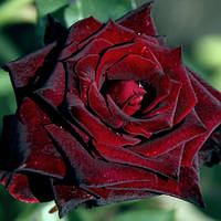 Саженцы чайно-гибридной Розы Блэк Баккара (Rose Black Baccara)