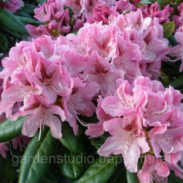 Рододендрон гібридний Космополітен (Rhododendron Cosmopolitan)