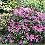 Рододендрон гібридний Космополітен (Rhododendron Cosmopolitan), фото 2