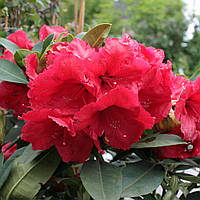 Рододендрон гібридний Ред Джек (Rhododendron Red Jack)