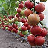 KS 1157 F1, 500 нас. насіння томату Kitano, фото 2