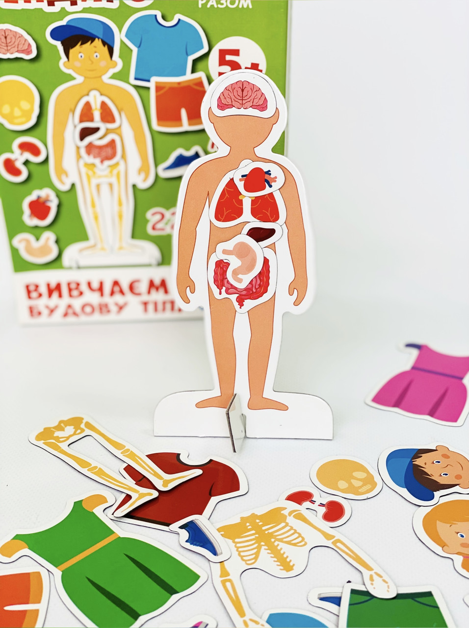 Вивчаємо будову тіла. Серія «Інтелект-студія ІНДИГО», фото 1