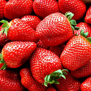 Саджанці полуниці (розсада) Бурбонська Чудова (Belle Bourbonnaise) - ремонтантна, урожайна, солодка