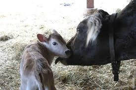Акушерсько-гінекологічні ветпрепарати