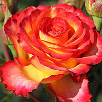 Саженцы чайно-гибридной розы Высшее общество /Высший свет (Rose High Society)