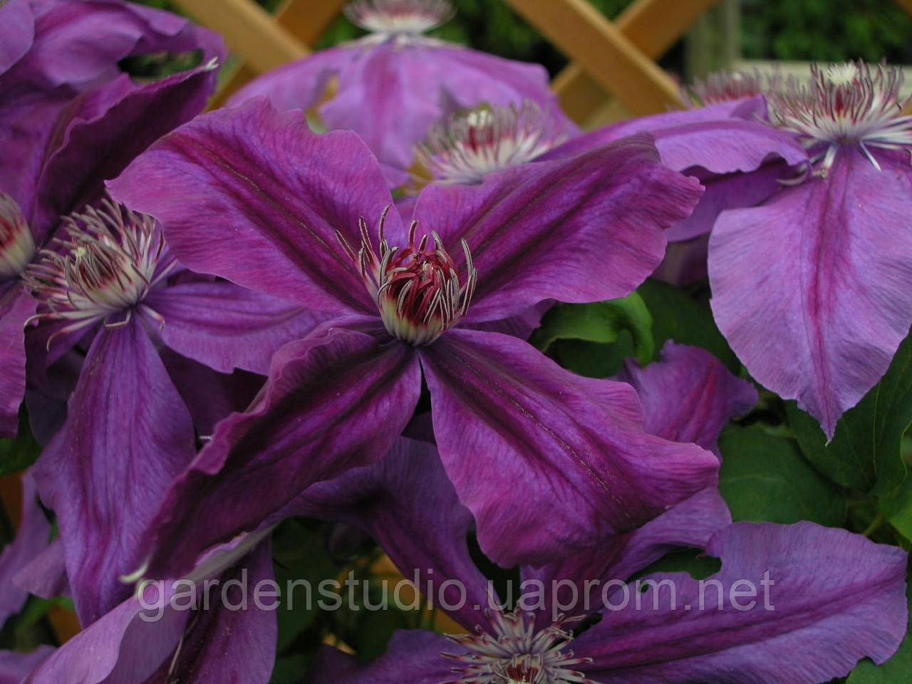 Клематис Каспер (Clematis Kacper)