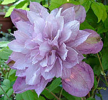 Клематіс Протеус (Clematis Proteus)