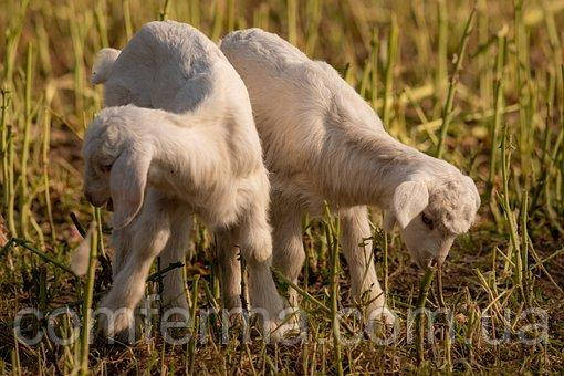 Купить Комбикорм для коз и ягнят " Универсальный", цена 11.80 ₴ — Prom ...