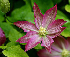 Клематис Асао (Clematis Asao)