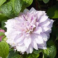 Клематис Бель оф Вокін (Clematis Belle of Woking)