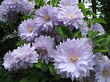 Клематис Бель оф Вокін (Clematis Belle of Woking), фото 3