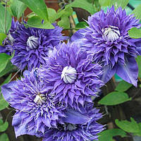 Клематис Мульти Блю (Clematis Multi Blue)