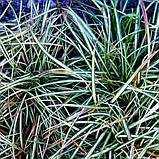 Карекс птахоногий варієгата, Carex ornithopoda 'Variegata, фото 5