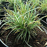 Карекс птахоногий варієгата, Carex ornithopoda 'Variegata, фото 4