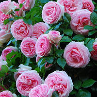 Саженцы плетистой розы Пьер де Ронсар (Rose Pierre de Ronsard)