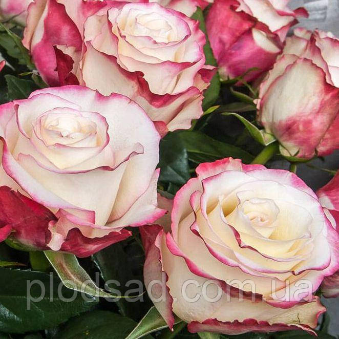 Троянда чайно-гібридна Світнес