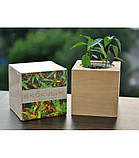 Экокуб Лаванда (набір для вирощування), фото 2