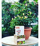 Экокуб Лаванда (набір для вирощування), фото 3